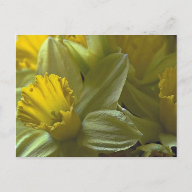 Bells On The Leaf Blades Postcard (Front)