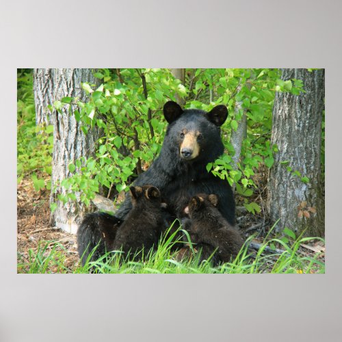 Belly Up Momma Bear and Twin Cubs  Poster
