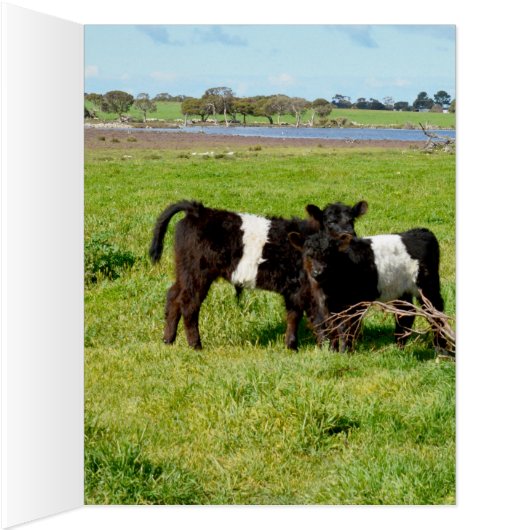 Belted Galloway Baby Calves, (Inside (Right))