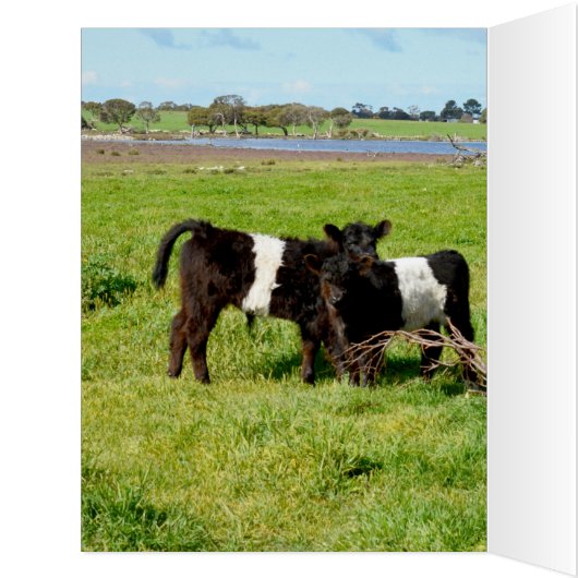 Belted Galloway Baby Calves, (Inside (Left))