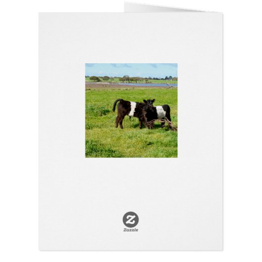 Belted Galloway Baby Calves, (Back)