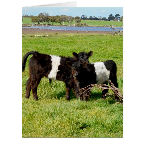 Belted Galloway Baby Calves