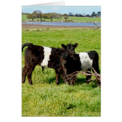 Belted Galloway Baby Calves