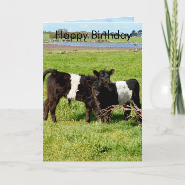 Belted Galloway Baby Calves, Birthday Card (Front)