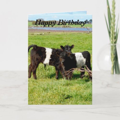 Belted Galloway Baby Calves Birthday Card