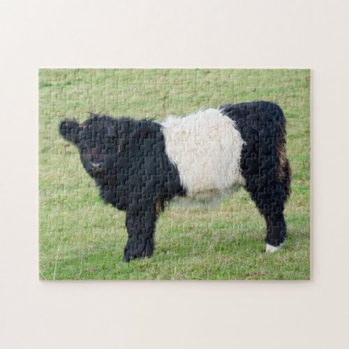 Belted Galloway Calf Jigsaw puzzle