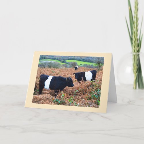 Belted Galloway cattle Holiday Card