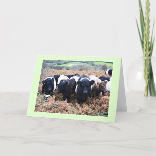 Belted Galloway cattle in Cornwall Holiday Card