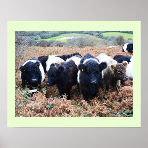 Belted Galloway cattle in Cornwall Poster