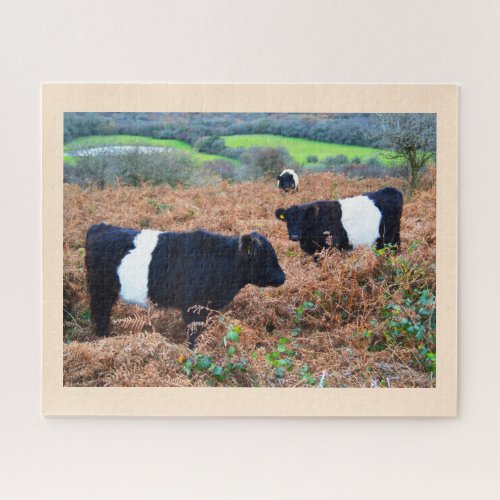 Belted Galloway cattle Jigsaw Puzzle