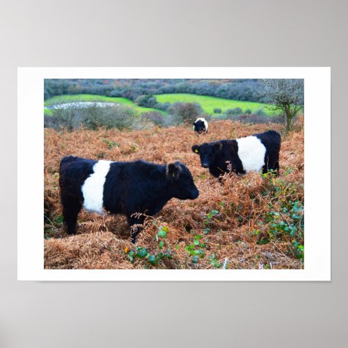 Belted Galloway cattle Poster