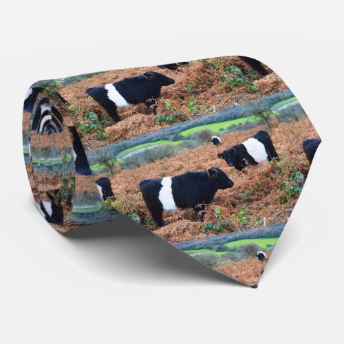 Belted Galloway cattle Tie
