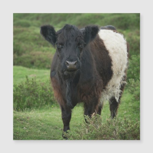 Belted Galloway Cow