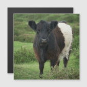 Belted Galloway Cow (Front/Back)