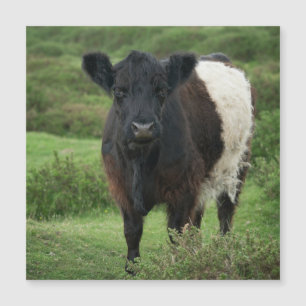 Belted Galloway Cow
