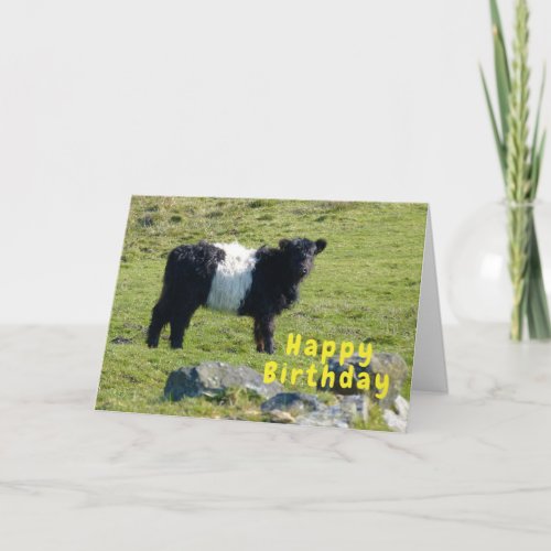 Belted Galloway cow Birthday card