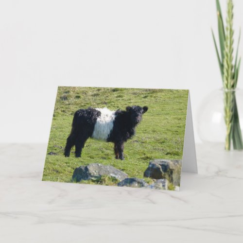 Belted Galloway cow card