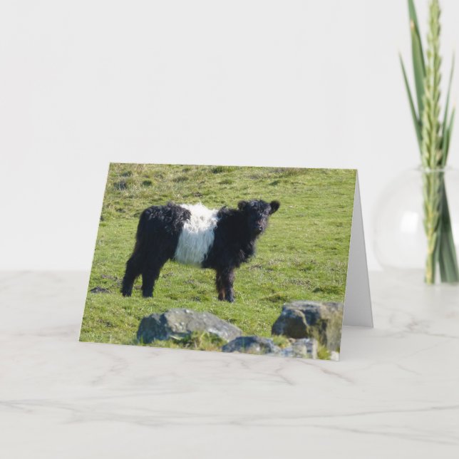 Belted Galloway cow card (Front)