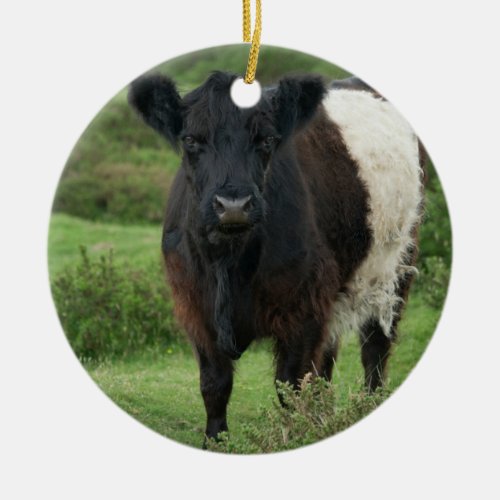 Belted Galloway Cow Ceramic Ornament