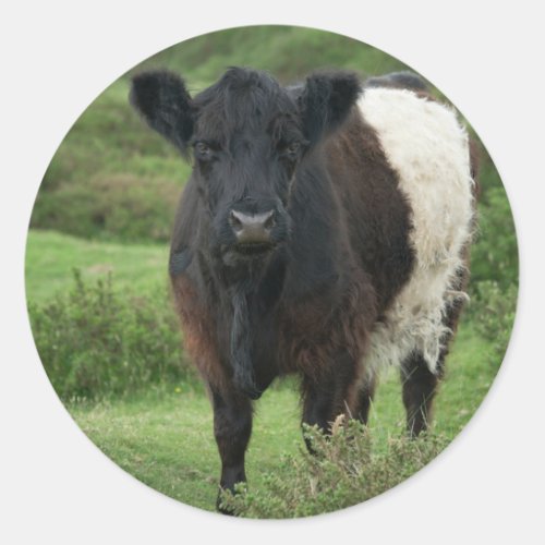 Belted Galloway Cow Classic Round Sticker
