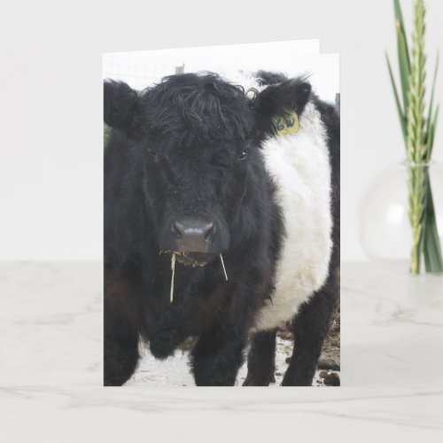Belted Galloway Cow Eating Hay Card
