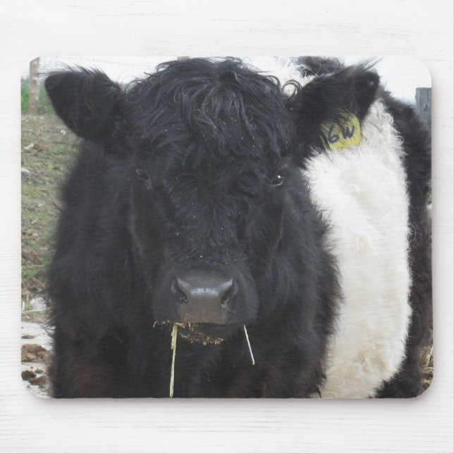 Belted Galloway Cow Eating Hay Mouse Pad (Front)