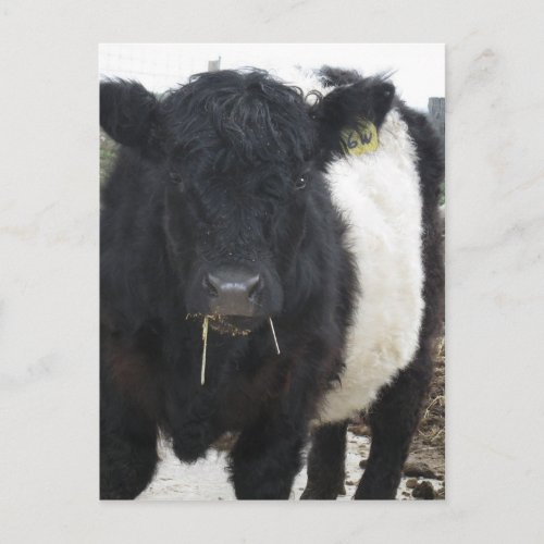 Belted Galloway Cow Eating Hay Postcard