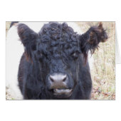 Belted Galloway Cow - Emma (Front Horizontal)