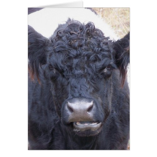 Belted Galloway Cow _ Emma