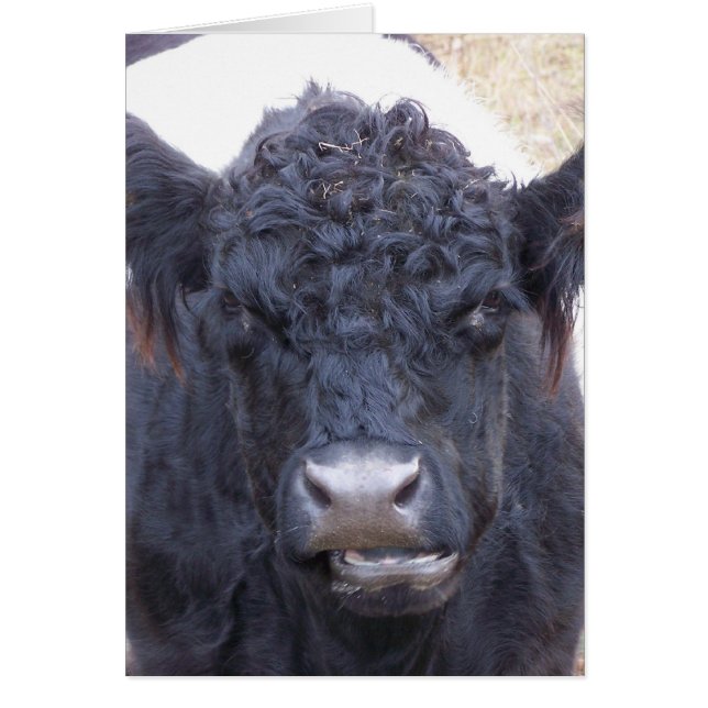 Belted Galloway Cow - Emma Cards (Front)