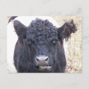 Belted Galloway Cow - Emma Postcard