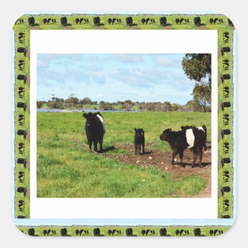 Belted Galloway Cow Generations Square Sticker