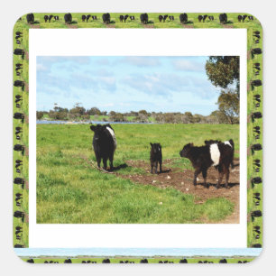 Belted Galloway Cow Generations, Square Sticker