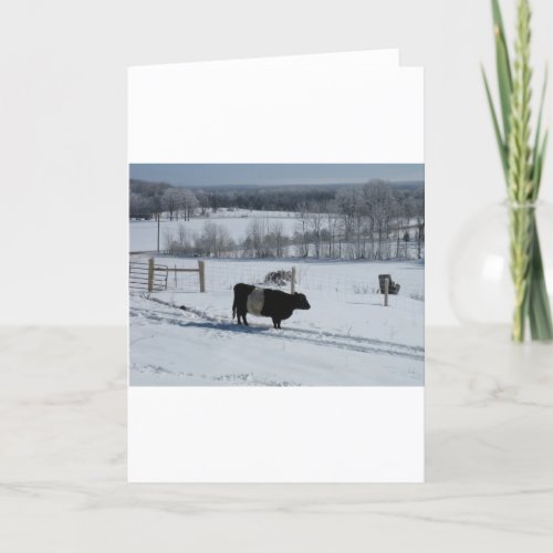 Belted Galloway Cow in a Snowy Landscape Card