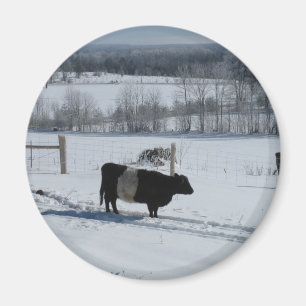 Belted Galloway Cow in a Snowy Landscape Magnet