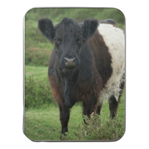 Belted Galloway Cow Jigsaw Puzzle