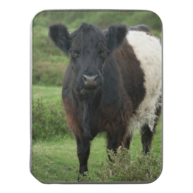 Belted Galloway Cow Jigsaw Puzzle (Lid Vertical)