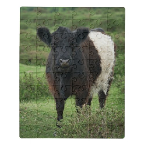 Belted Galloway Cow Jigsaw Puzzle