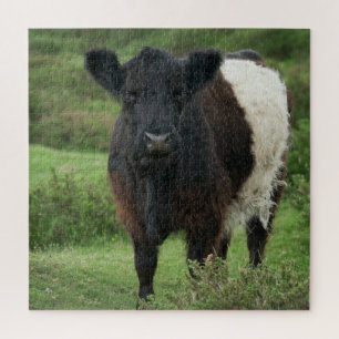 Belted Galloway Cow Jigsaw Puzzle