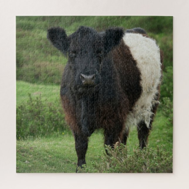 Belted Galloway Cow Jigsaw Puzzle (Vertical)