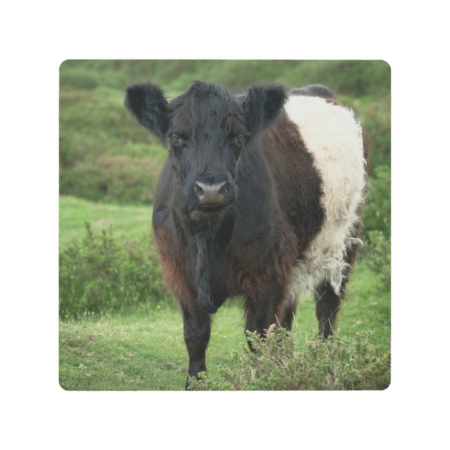 Belted Galloway Cow Metal Print (Front)