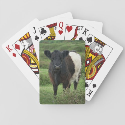 Belted Galloway Cow Poker Cards