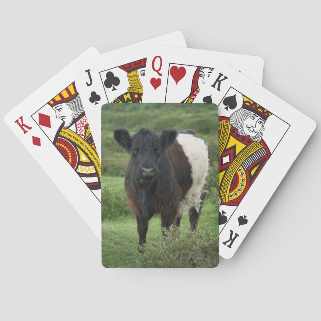 Belted Galloway Cow Poker Cards (Back)