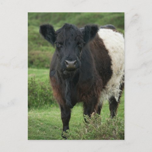 Belted Galloway Cow Postcard