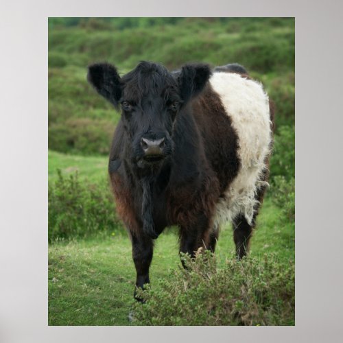 Belted Galloway Cow Poster