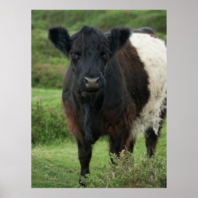 Belted Galloway Cow Poster (Front)