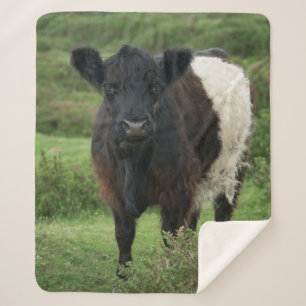 Belted Galloway Cow Sherpa Blanket