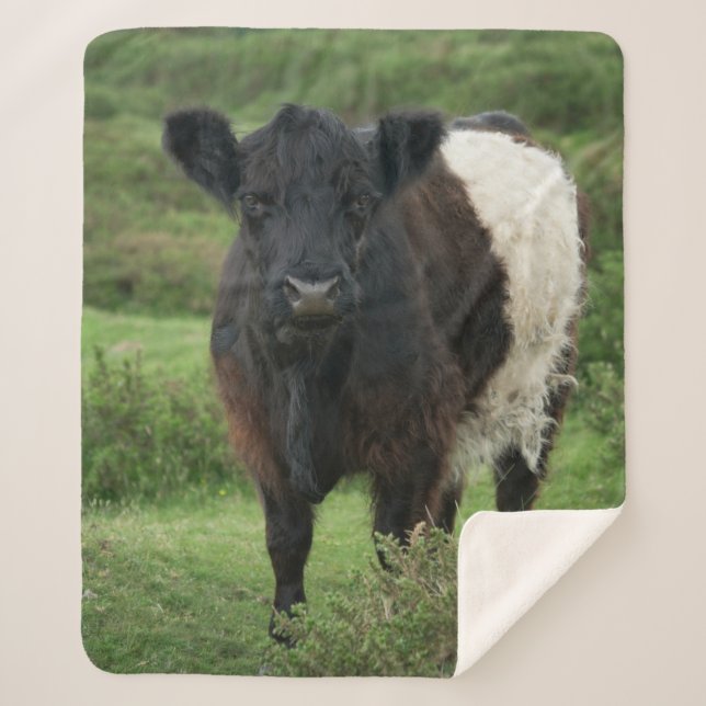 Belted Galloway Cow Sherpa Blanket (Front)