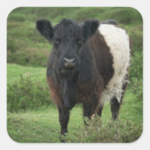 Belted Galloway Cow Square Sticker
