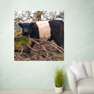 Belted Galloway Cow Standing by Fallen Tree Wall Decal